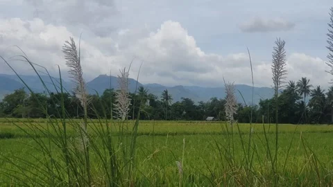 The grass sways in the wind with a background of rice fields and rural scenery Stock Footage 330458700