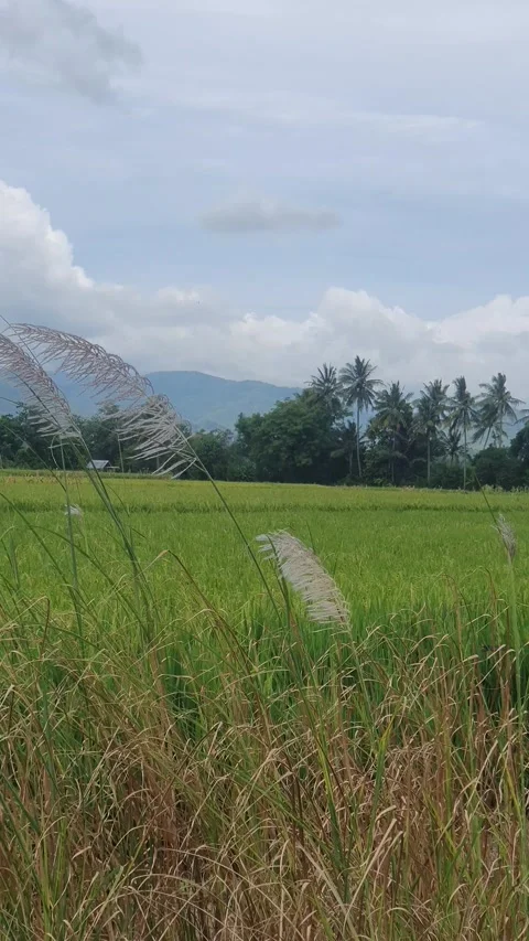 The grass sways in the wind with a background of rice fields and rural scenery Stock Footage 330458861