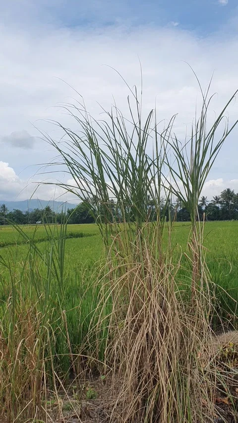 The grass sways in the wind with a background of rice fields and rural scenery Stock Footage 330458906