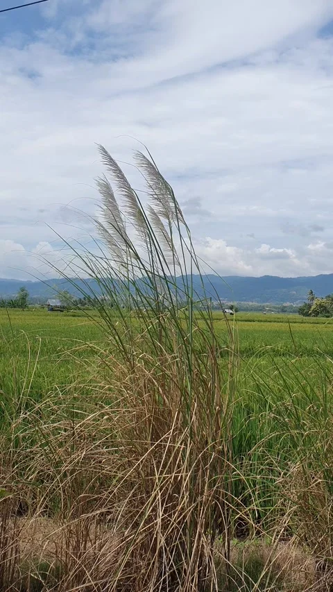 The grass sways in the wind with a background of rice fields and rural scenery Stock Footage 330458917