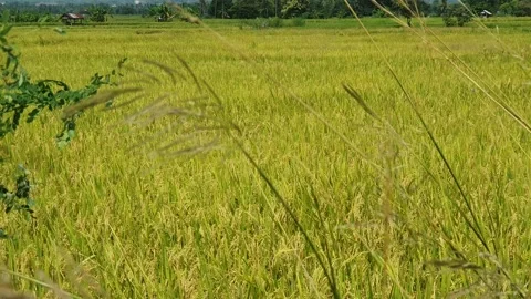 The grass sways in the wind with a background of rice fields and rural scenery Stock Footage 330460324