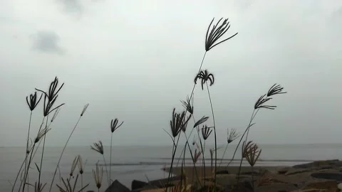 The grass sways in the wind on the beach Stock Footage 219839082