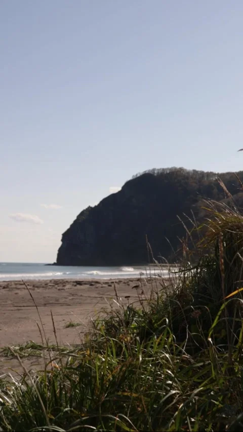 Grass sways in the wind on the beach with the ocean and rocks in the background Stock Footage 309408498