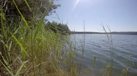 Grass sways in the wind on a blue lake 스톡 동영상 53279357