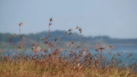 The grass sways in the wind with the bokeh of the lake in the background Stock Footage 280687172