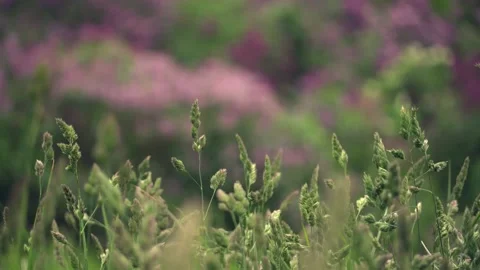 Grass sways in the wind, changing focus on the lilac bushes 動画素材 134073683