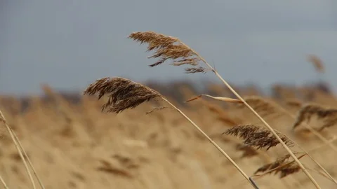 Grass sways in wind, cloudy, autumn, dry, spikelets, pasture, abandoned field Stock Footage 128806034