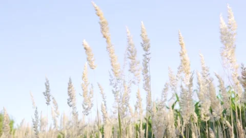 Grass sways in the wind. feather grass and wind.Slow motion.4k Stockbeeldmateriaal 155764826