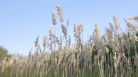 Grass sways in the wind. feather grass and wind.Slow motion. Stockbeeldmateriaal 156633482