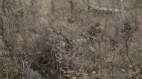 The grass sways in the wind in a field Stock Footage 56753775