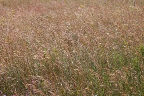 The grass sways in the wind in the field. Stock Photos
