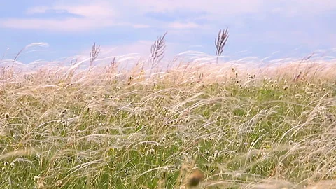 Grass sways in the wind in field with view of the blue sky Stock Footage 158507537