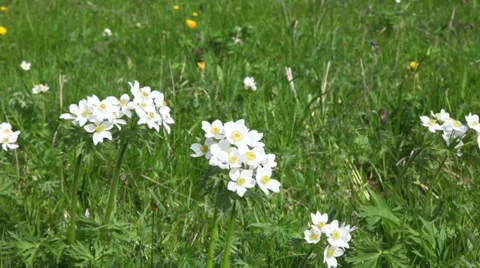 Grass sways in the wind Stock Footage