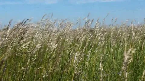 Grass sways in the wind Stock Footage 11196823