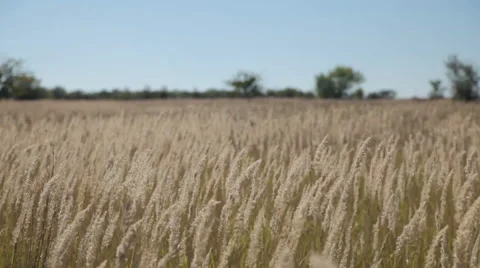 The Grass Sways in The Wind Video stock 55554514