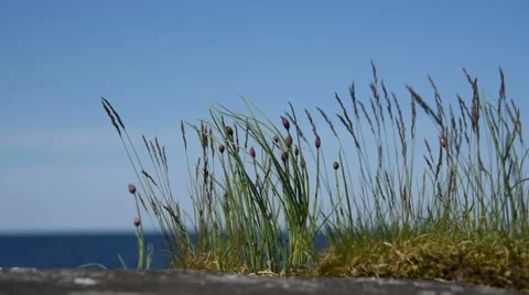 Grass sways in the wind Stock-Footage 64254075