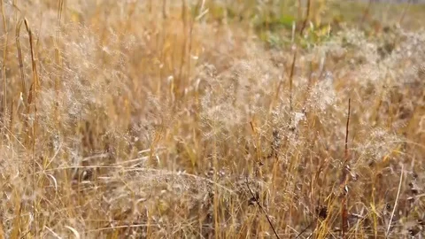The grass sways in the wind Stock Footage 99323689