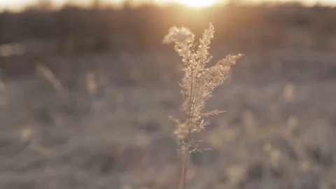The grass sways in the wind Stock Footage 128031532