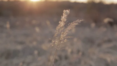 The grass sways in the wind Stock Footage 128297540