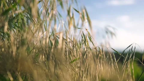 Grass sways in the wind Stock Footage 132356664