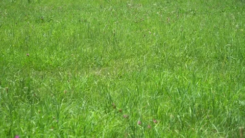 Grass sways in the wind Stock-Footage 136885047