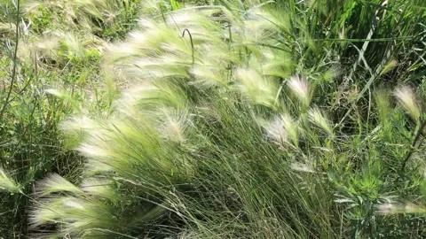 The grass sways in the wind. Vídeos de archivo 141497141