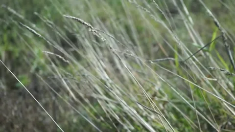 The grass sways in the wind Stock Footage 145427918