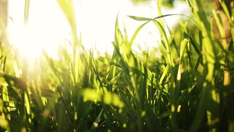 Grass sways in wind 스톡 동영상 159289870