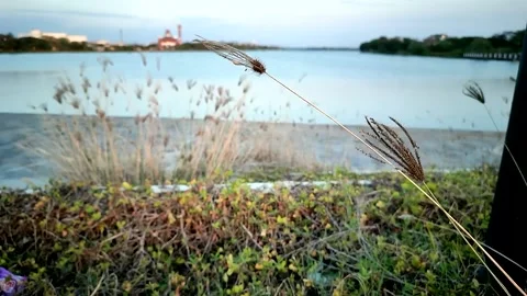 The grass sways in the wind Stock Footage 204937054