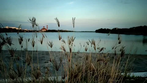 The grass sways in the wind Stock Footage 204937096