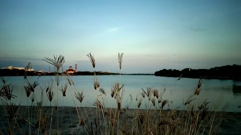 The grass sways in the wind Stock Footage 204937097