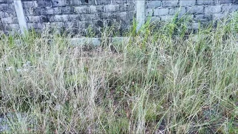 The grass sways in the wind Stock Footage 219371536