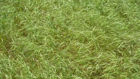 The grass sways in the wind Video stock 277818019