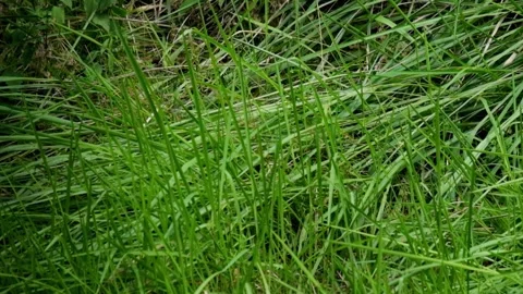 The grass sways in the wind. Stock Footage 290285811