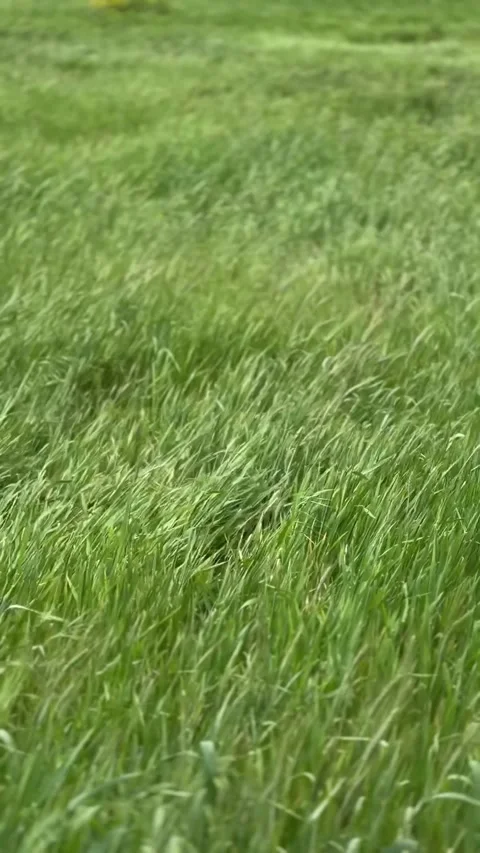 Grass sways in a wind Stock Footage 303280168