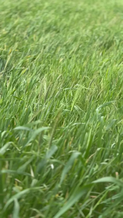 Grass sways in a wind Stock Footage 303280170
