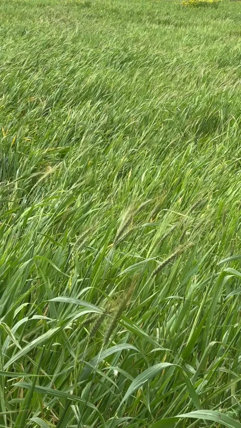 Grass sways in a wind Stock Footage 303280174