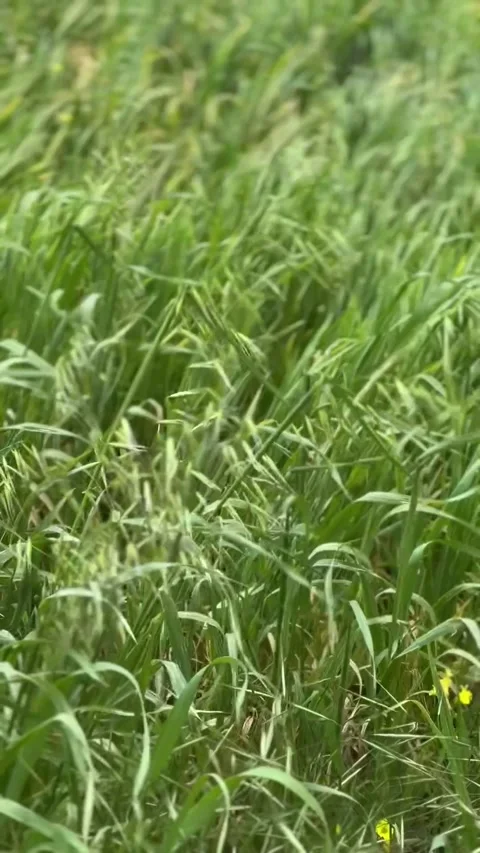 Grass sways in a wind Stock Footage 303280200