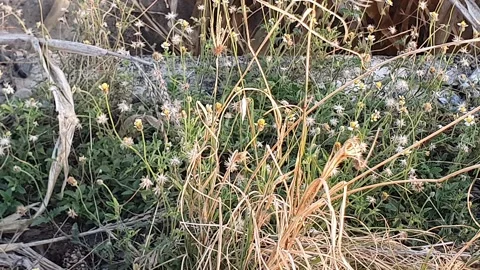 The grass sways in the wind Stock Footage 318864750