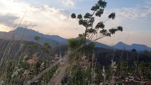 The grass sways in the wind Stock Footage 318865132