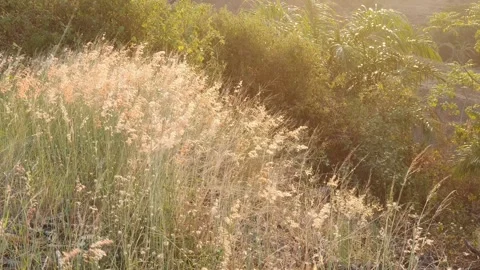 The grass sways in the wind Stock Footage 318865436