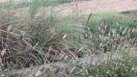 The grass sways in the wind Stock Footage 318885151