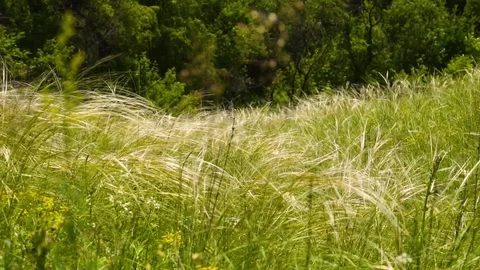 Grass sways in the wind in a green park in summer, day Stock Footage 109927627