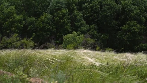 Grass sways in the wind in a green park in summer, day Video stock 109927676