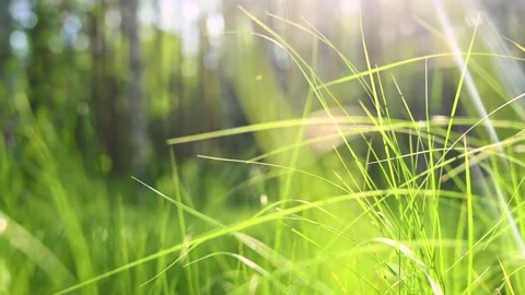 Grass sways in wind in a pine forest Stock Footage 133779208
