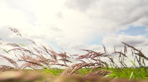 Grass sways in the wind slowly close-up Stock Footage 52768418