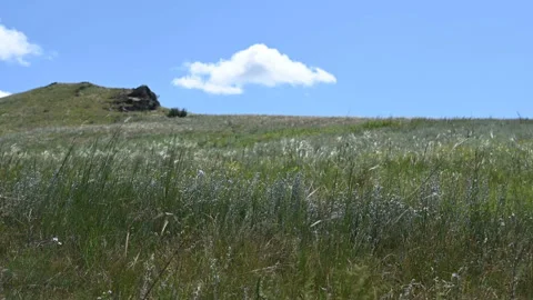 The grass sways in the wind in the steppe. Video stock 136246821