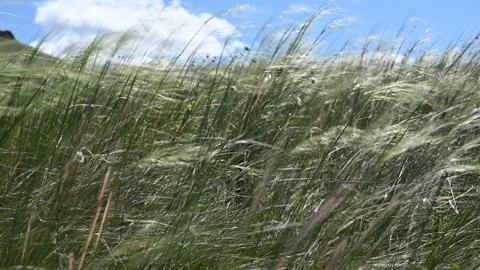 The grass sways in the wind in the steppe. Video stock 136246870
