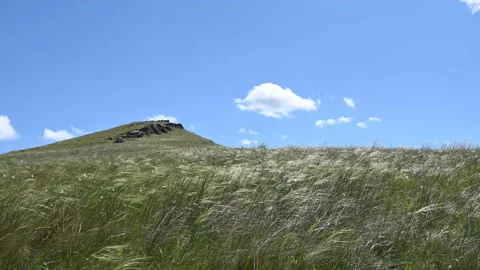 The grass sways in the wind in the steppe. Stock Footage 136247072