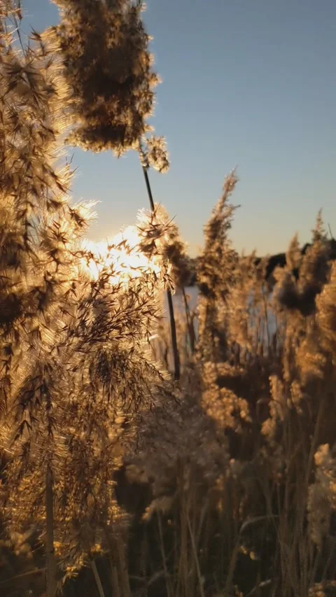 The grass sways in the wind at sunset Stock Footage 165044529